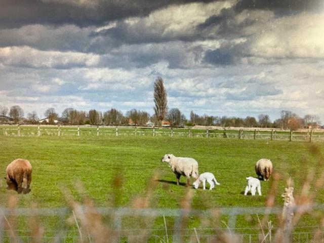 Schravenhoek Met Indoorzwembad En Sauna Veurne Luaran gambar